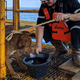 Ilustración para el artículo titulado Una de estas dos teorías explicaría qué demonios hacía un perro nadando a 220 kilómetros de la costa de Tailandia